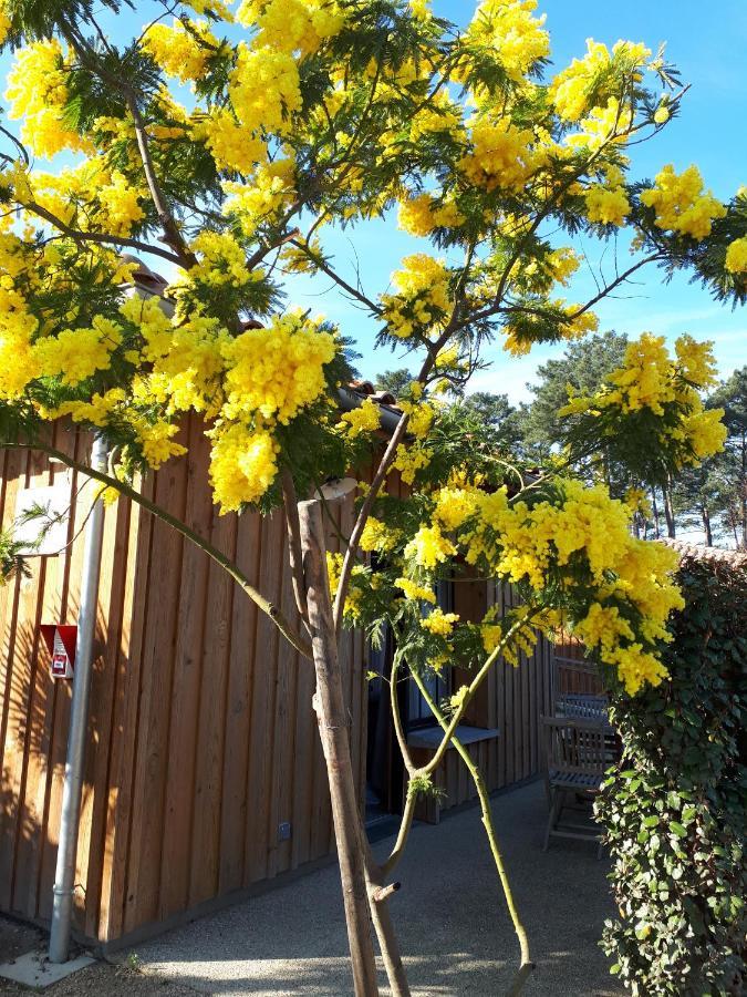 Mimosas Lägenhet Andernos-les-Bains Exteriör bild