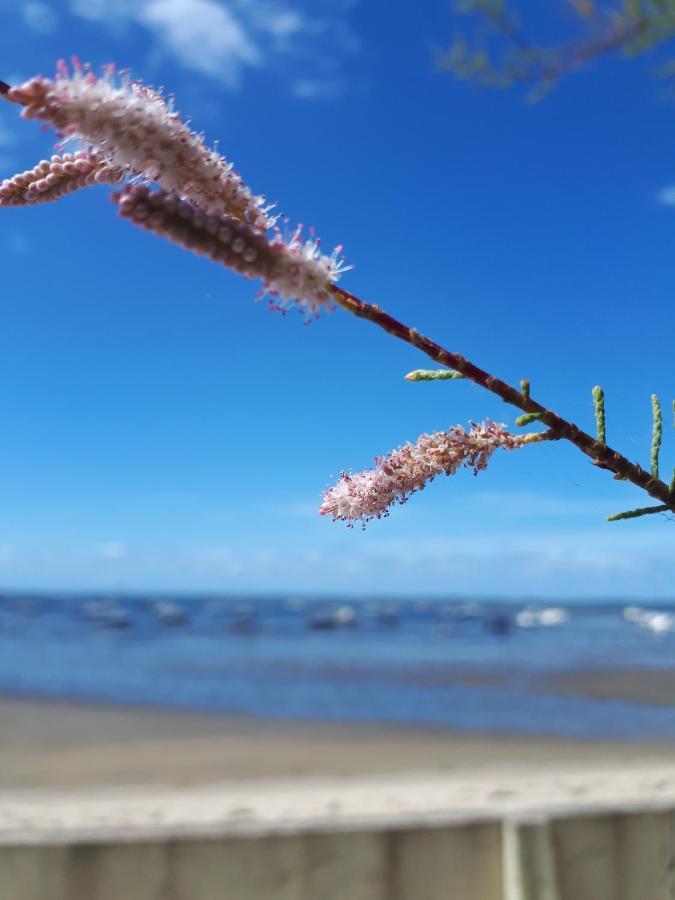 Mimosas Lägenhet Andernos-les-Bains Exteriör bild